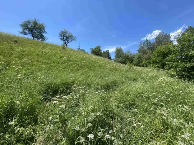 Dražba louky, Hartmanice, 9140 m2