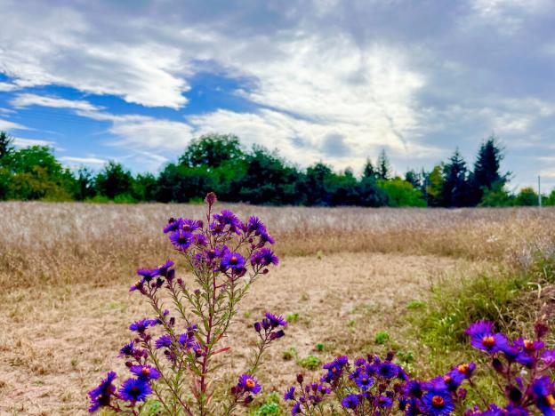 Prodej pozemku pro bydlení, Blšany - Malá Černoc, 1500 m2