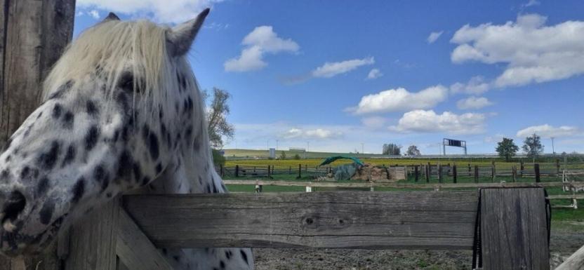 Prodej zemědělské usedlosti, Drhovle - Mladotice, 270 m2