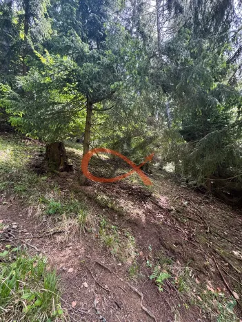 Prodej lesa, Nový Hrozenkov, 36473 m2