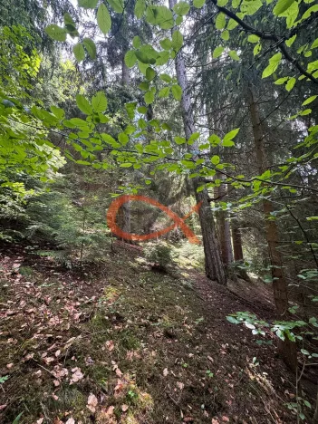 Prodej lesa, Nový Hrozenkov, 36473 m2