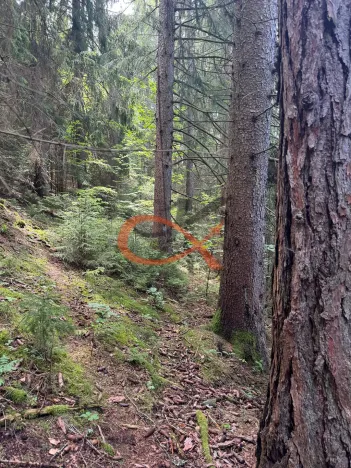 Prodej lesa, Nový Hrozenkov, 36473 m2