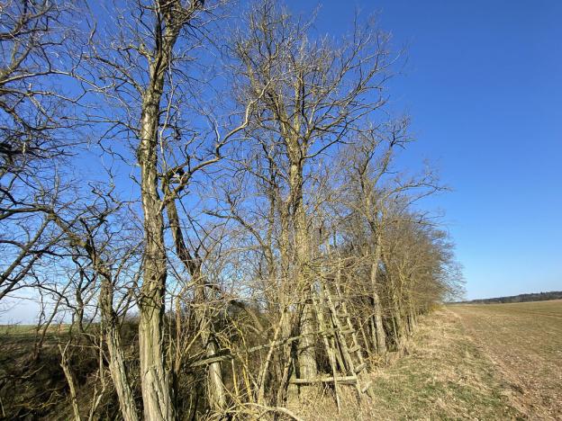 Prodej lesa, Břežany, 146 m2