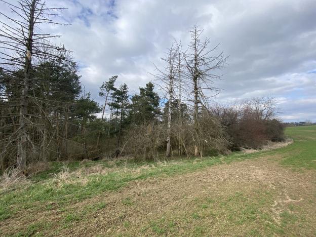 Prodej lesa, Slavičky - Pozďátky, 560 m2