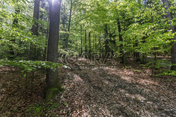 Prodej lesa, Brloh, 28851 m2