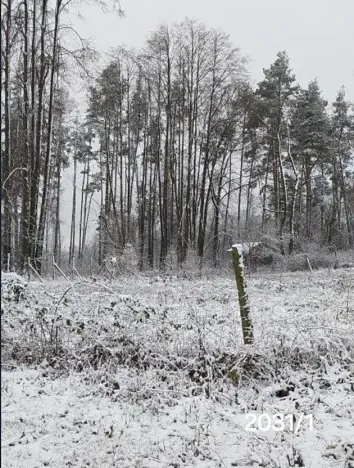 Prodej lesa, Pelhřimov, 24225 m2