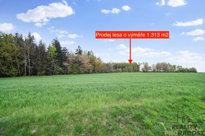 Prodej lesa, Holetín - Horní Holetín, 1313 m2