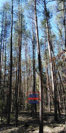 Prodej lesa, Bítouchov, 100105 m2