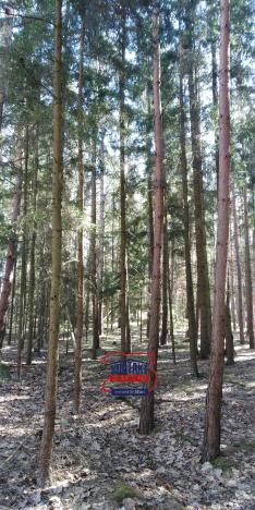 Prodej lesa, Bítouchov, 100105 m2