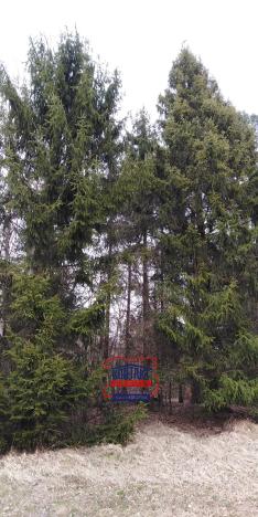 Prodej lesa, Lužná, 13657 m2