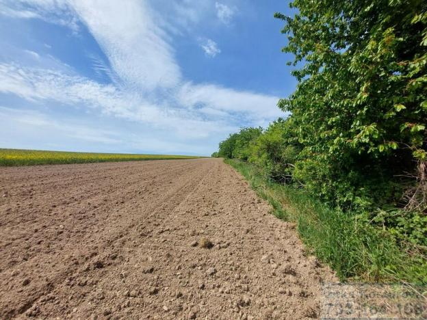 Prodej pole, Sosnová, 19783 m2