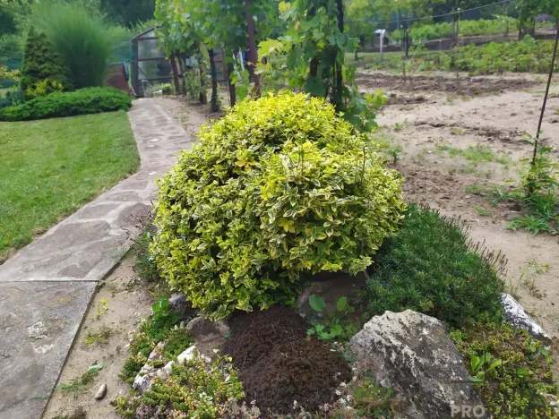 Prodej zahrady, Hodonín, 585 m2