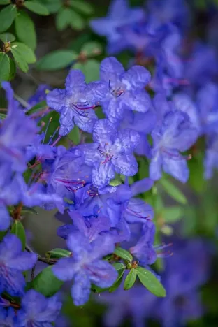 Prodej chalupy, Petrovice, 120 m2