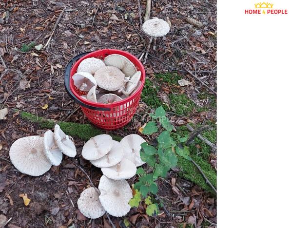 Prodej chaty, Dolní Hbity - Horní Líšnice, 58 m2