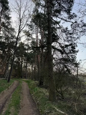 Prodej podílu lesa, Čistá, 878 m2