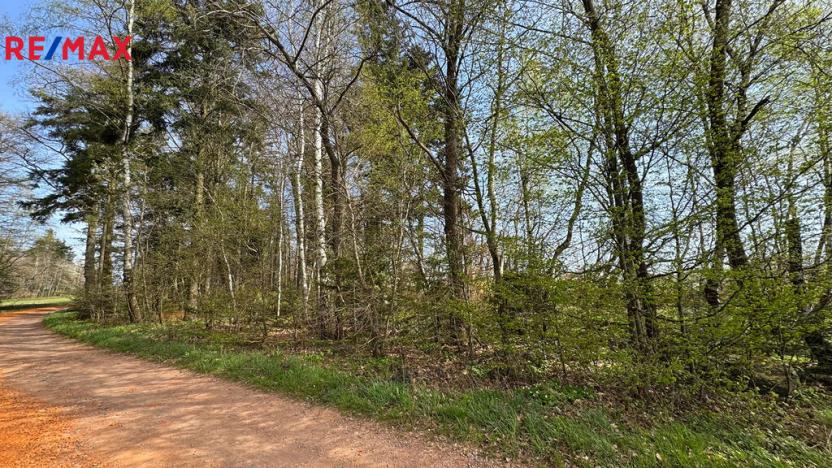 Prodej lesa, Spálov, 25088 m2