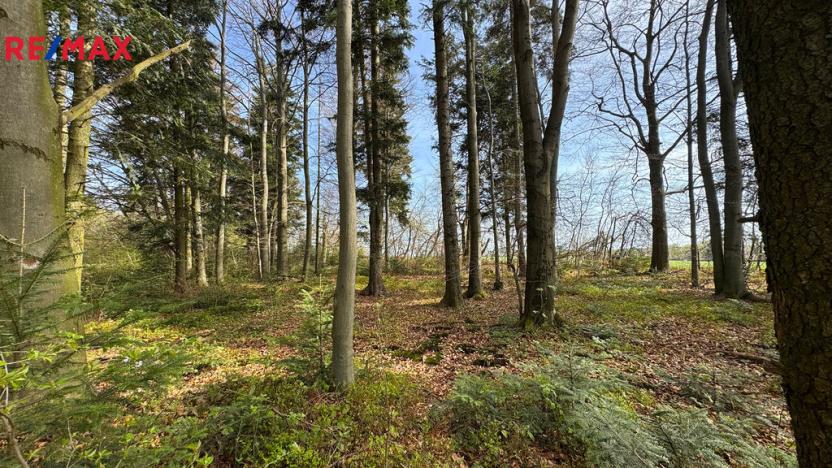 Prodej lesa, Spálov, 25088 m2