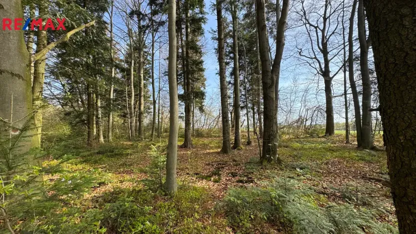 Prodej lesa, Spálov, 25088 m2