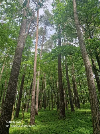 Prodej lesa, Paceřice, 4924 m2