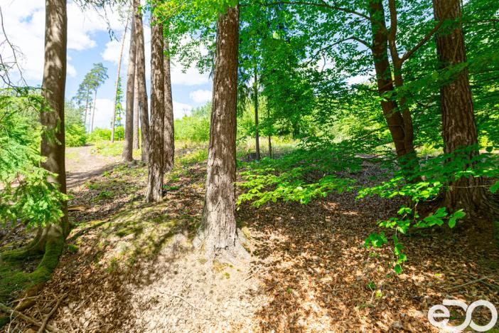 Prodej lesa, Jetětice, 79500 m2