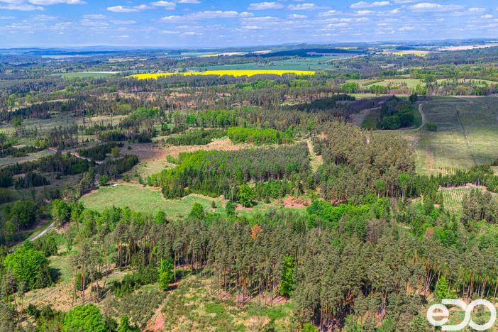 Prodej lesa, Jetětice, 79500 m2