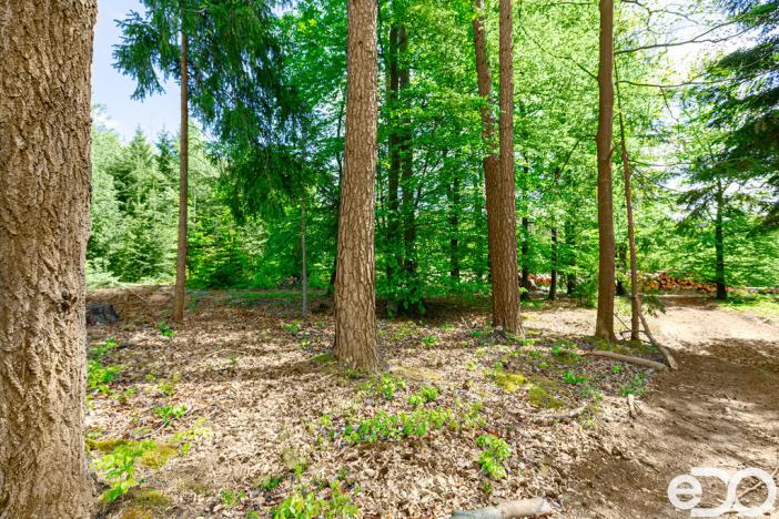 Prodej lesa, Jetětice, 79500 m2