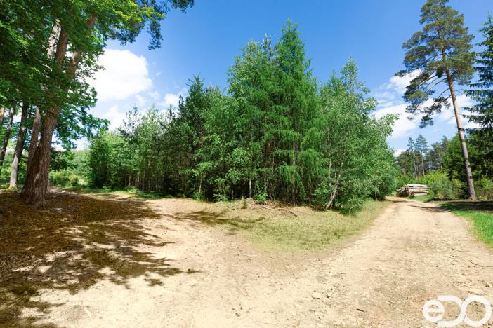 Prodej lesa, Jetětice, 79500 m2