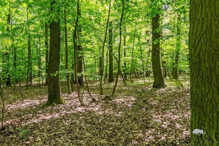 Prodej lesa, Petrov, 6490 m2