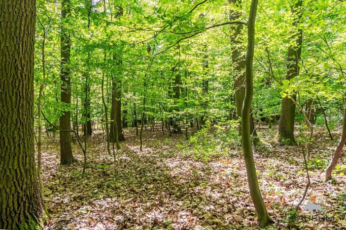 Prodej lesa, Petrov, 6490 m2