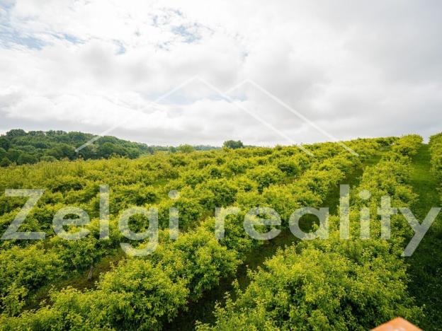 Prodej sadu/vinice, Polom, 9760 m2