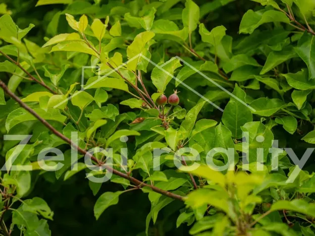 Prodej sadu/vinice, Polom, 9760 m2