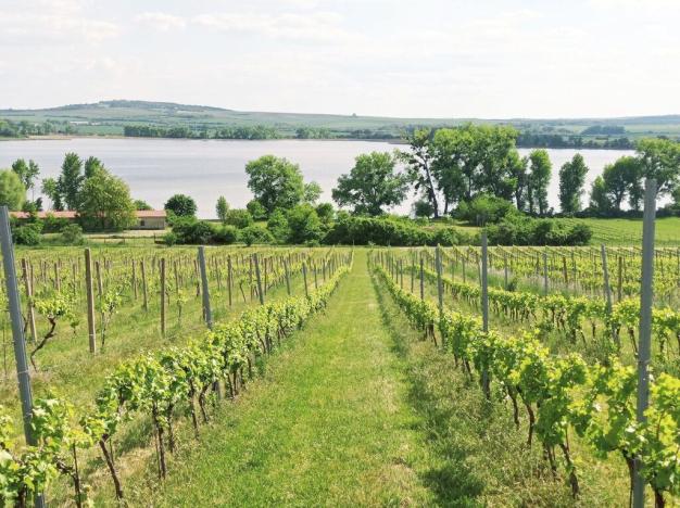 Prodej sadu/vinice, Sedlec, 21196 m2