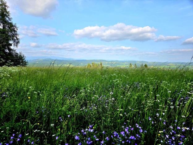 Prodej louky, Vlastiboř, 10451 m2
