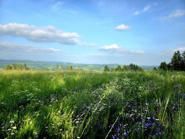 Prodej louky, Vlastiboř, 10451 m2