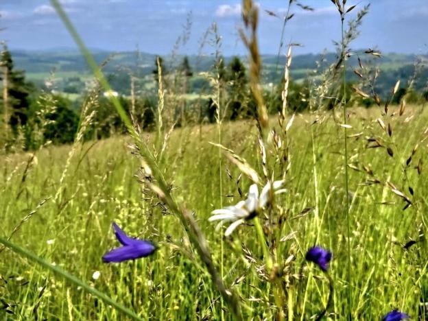 Prodej louky, Vlastiboř, 10451 m2