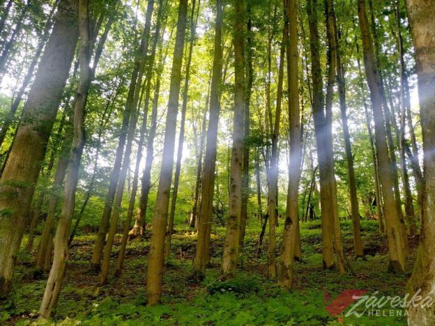 Prodej lesa, Chorušice, 11767 m2