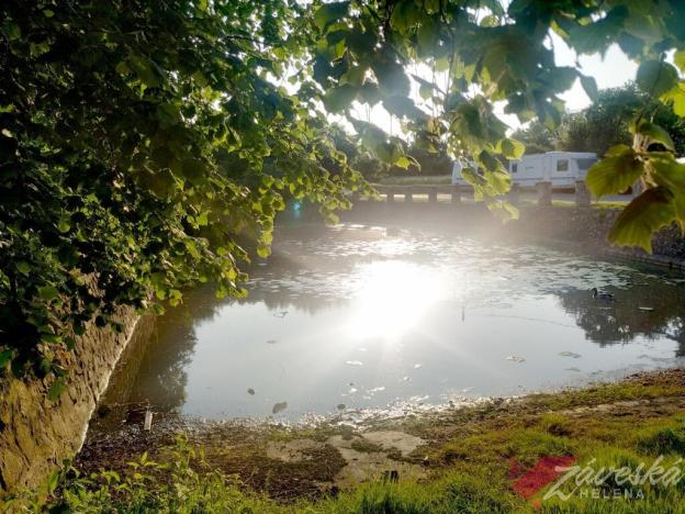 Prodej lesa, Chorušice, 11767 m2