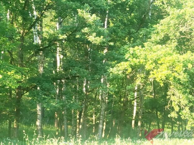 Prodej lesa, Chorušice, 11767 m2