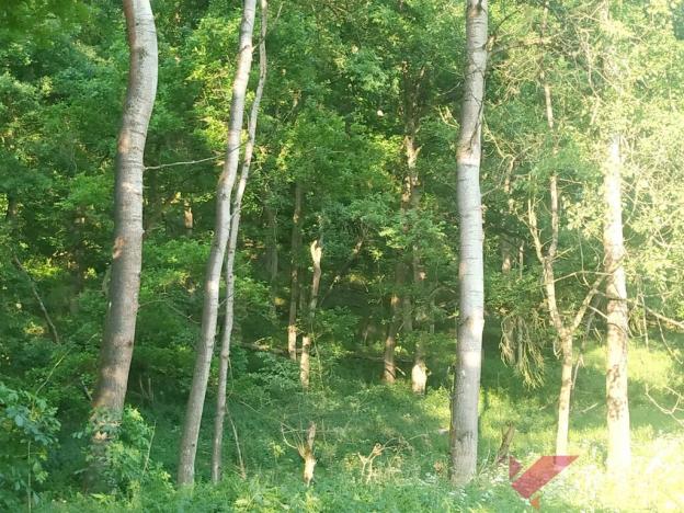 Prodej lesa, Chorušice, 11767 m2