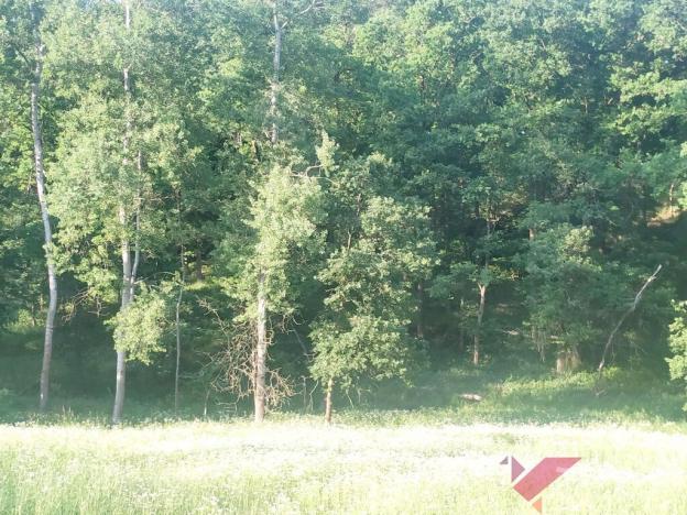 Prodej lesa, Chorušice, 11767 m2