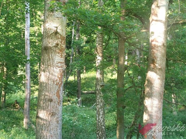Prodej lesa, Chorušice, 11767 m2