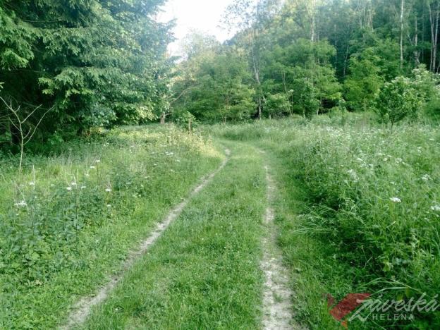 Prodej lesa, Chorušice, 11767 m2