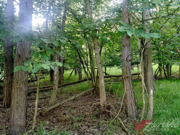 Prodej lesa, Chorušice, 11767 m2