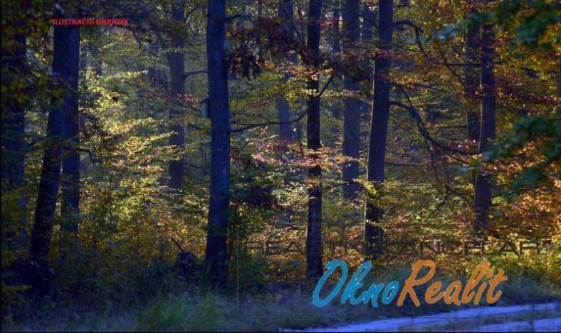 Prodej lesa, Pňov-Předhradí - Předhradí, 7426 m2