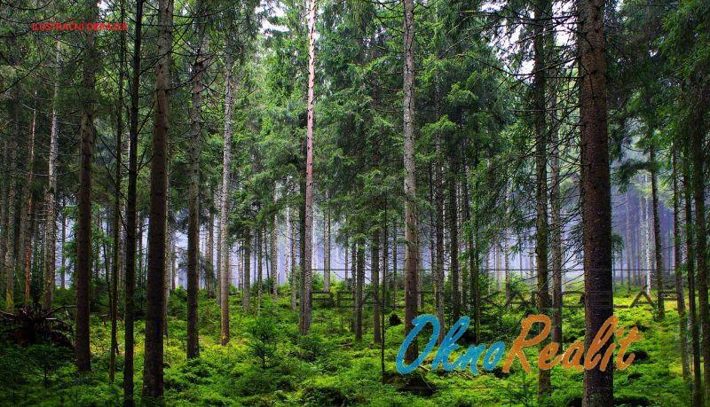 Prodej lesa, Hořátev, 89183 m2