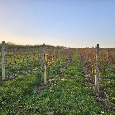 Prodej pozemku pro bydlení, Starý Poddvorov, 800 m2