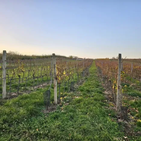 Prodej pozemku pro bydlení, Starý Poddvorov, 800 m2