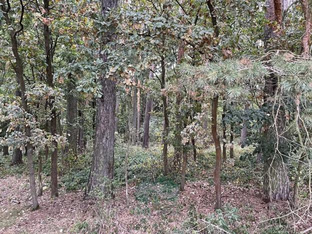 Prodej lesa, Chrášťany, 9048 m2