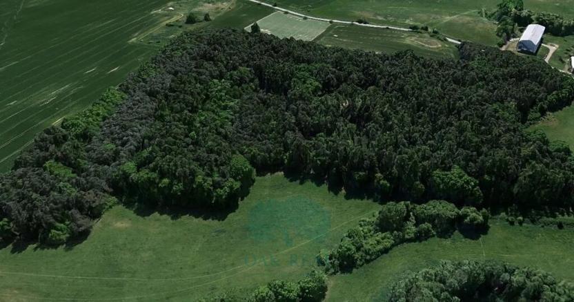 Prodej lesa, Chrášťany, 9048 m2