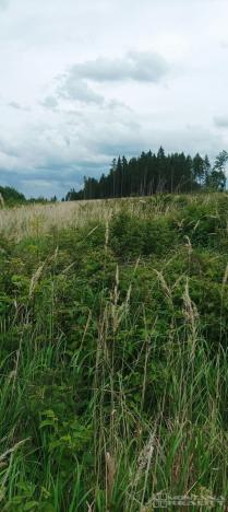 Prodej lesa, Městečko Trnávka - Lázy, 42338 m2